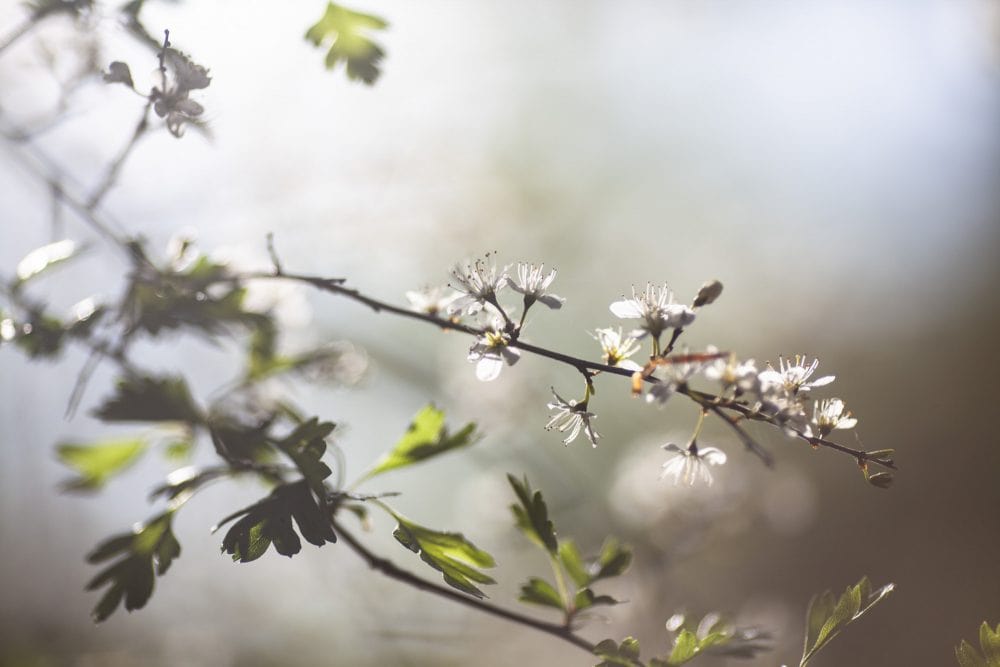 et træ der springer ud
