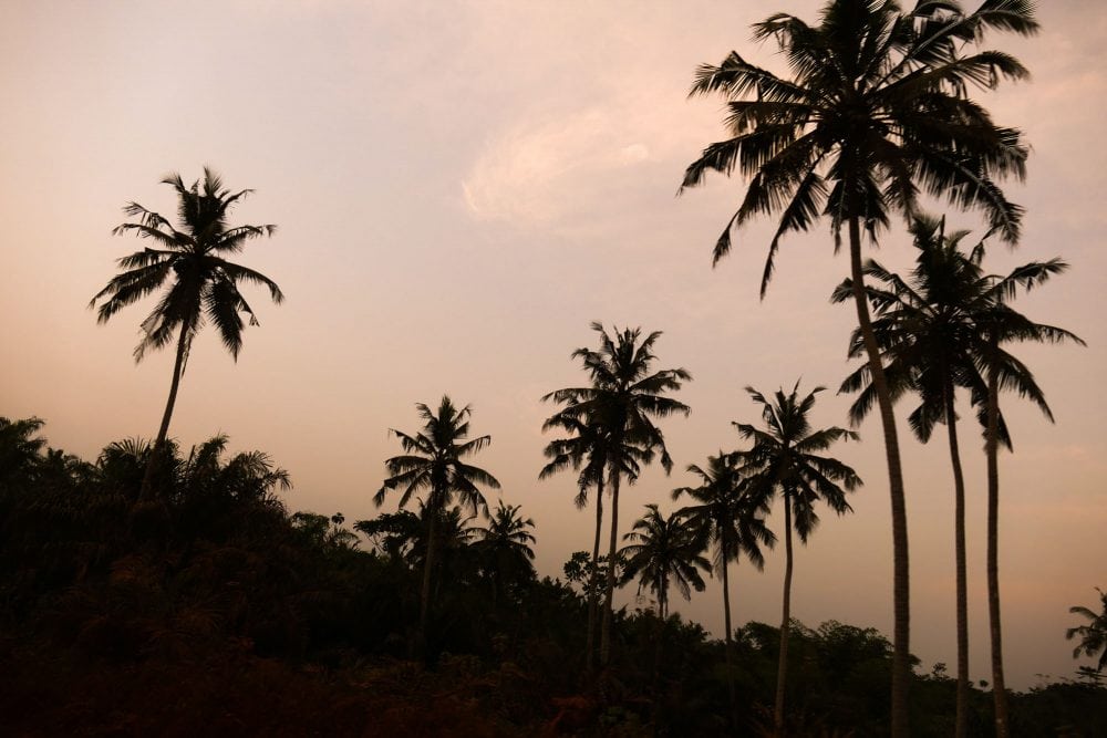 palmer under en lyserød himmel