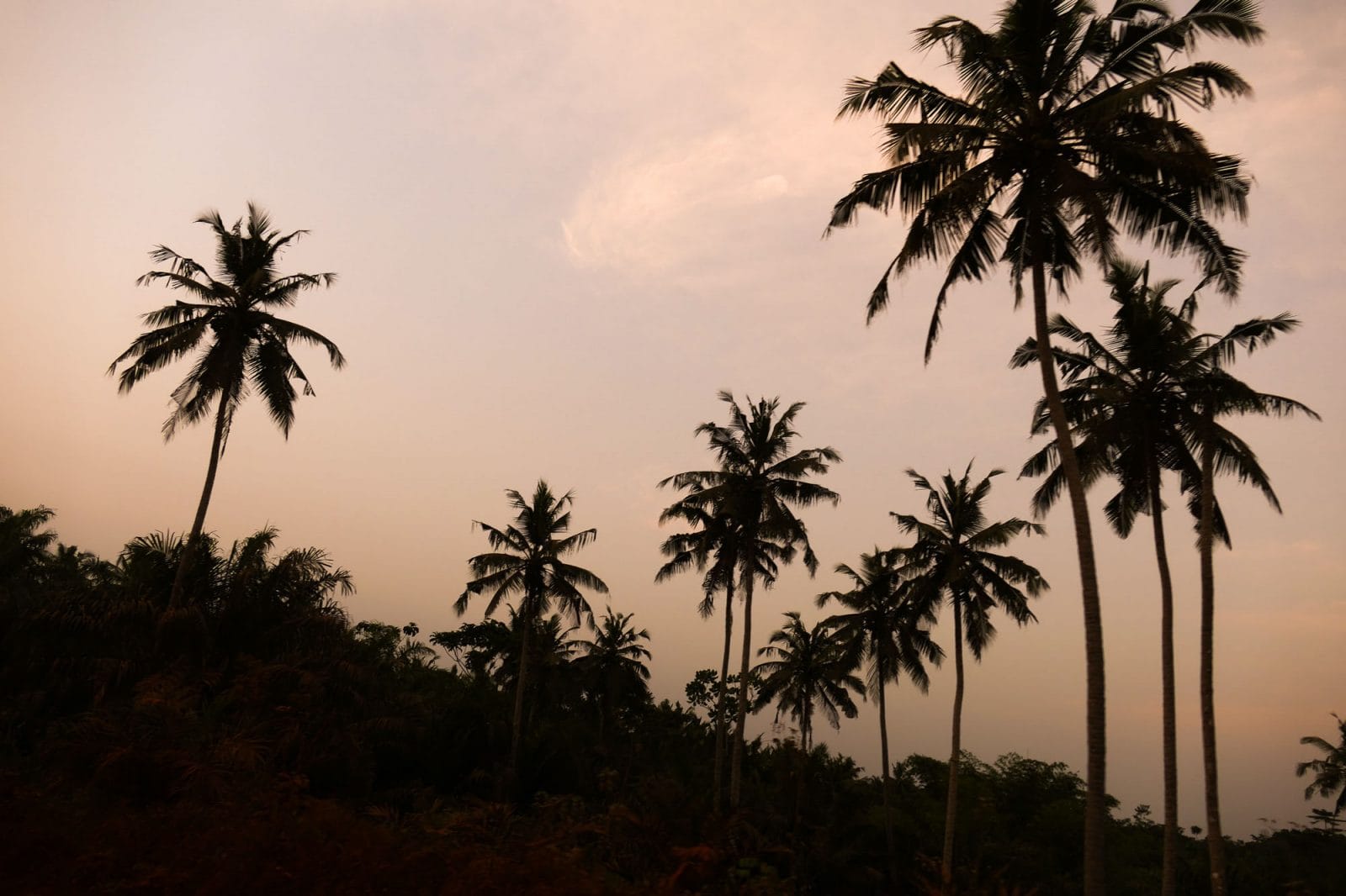 palmer under en lyserød himmel