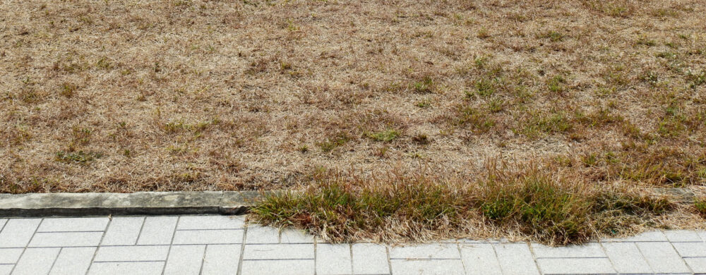 Græsplæne med udtørret græs