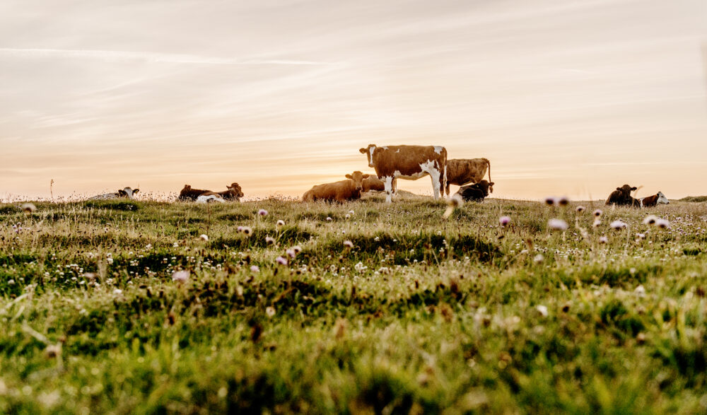 Dansk klithedelandskab med fritgående kvæg nær ved vesterhavet i Thy i Nordjylland.