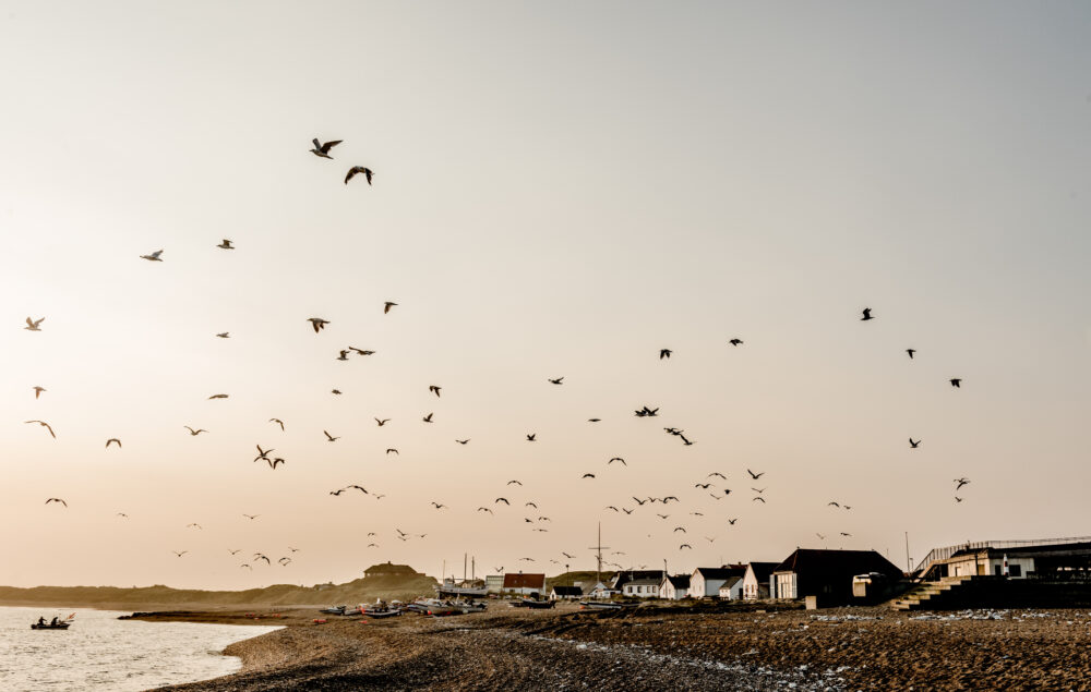 Måger som flyver over kystbyen Klitmøller på en stille dag.