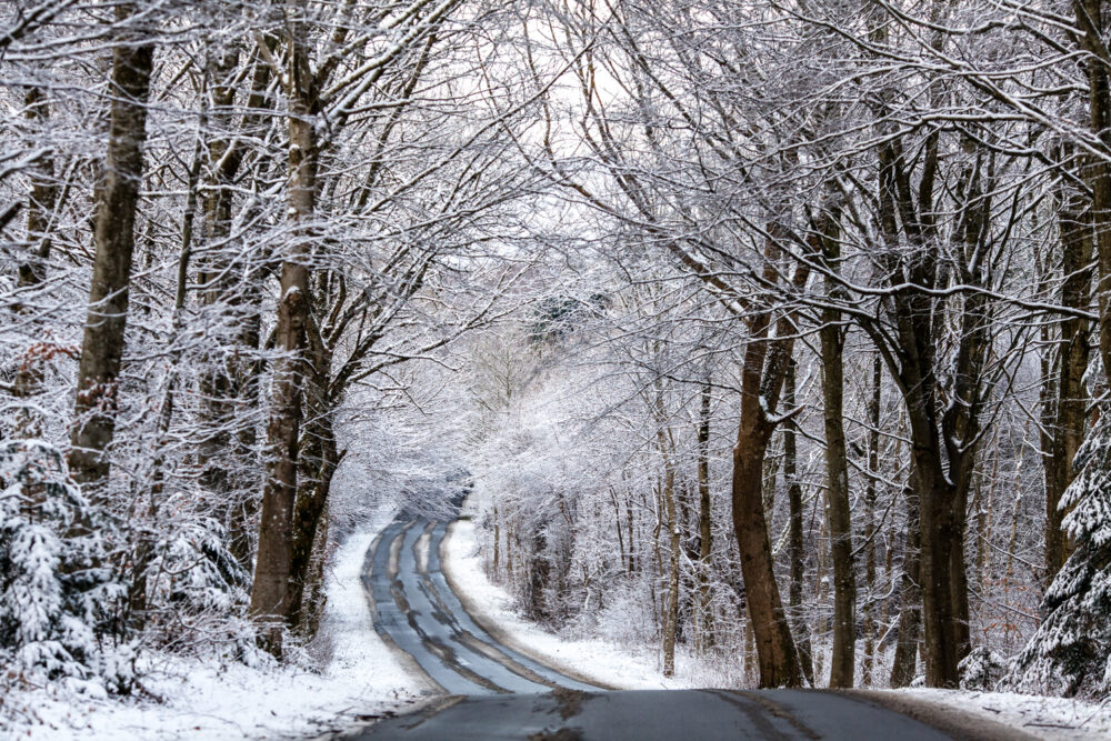 Sneklædte træer og vej. Pas på når du kører ud i naturen i snevejret.